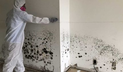 Mold Remediation