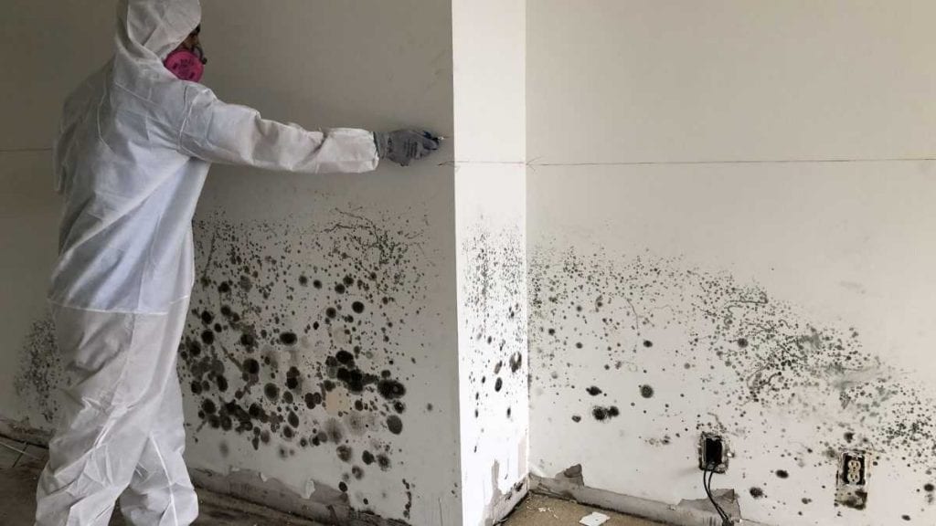 Mold Remediation